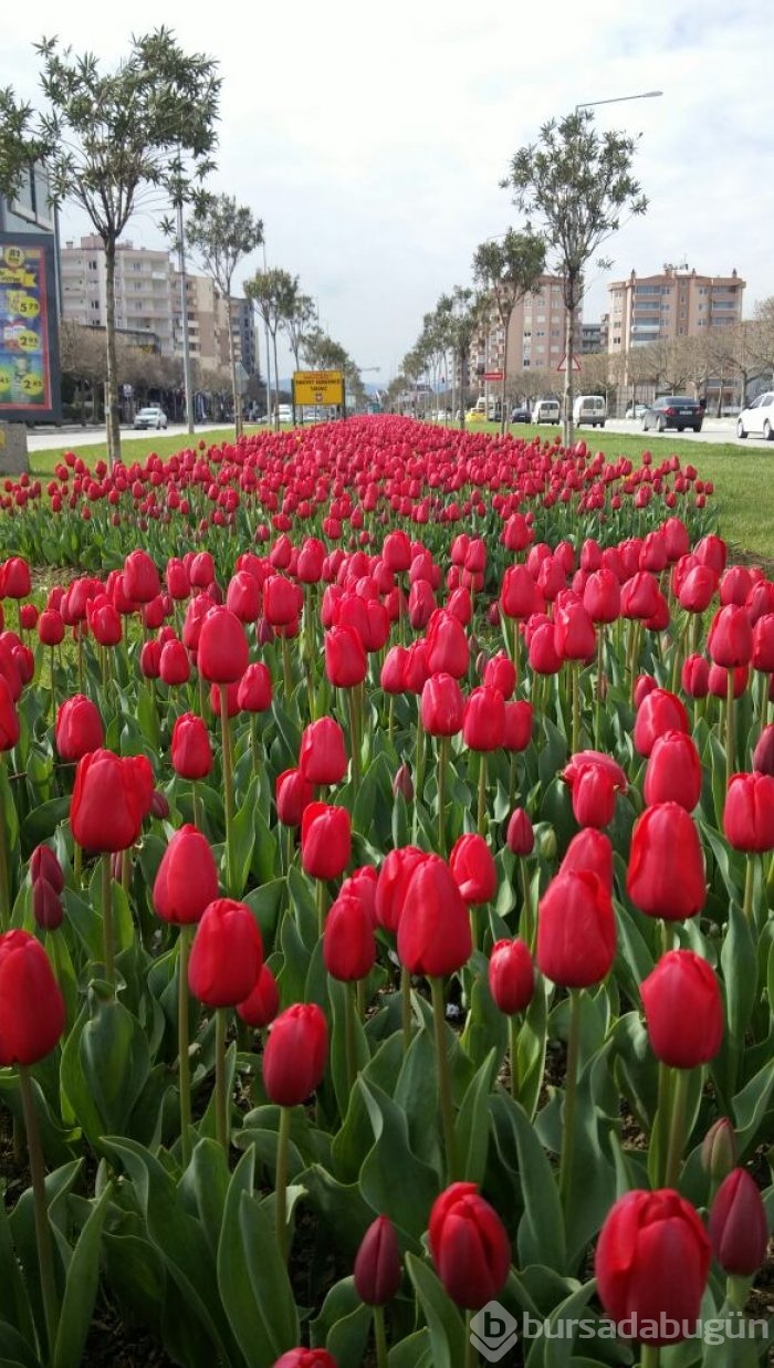 Bursa'da lale devri