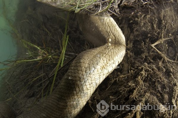 Dev anakondayı böyle görüntüledi	
