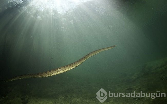 Dev anakondayı böyle görüntüledi	
