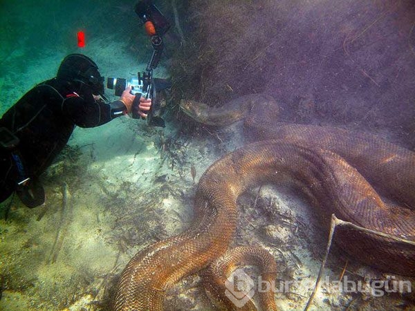 Dev anakondayı böyle görüntüledi	

