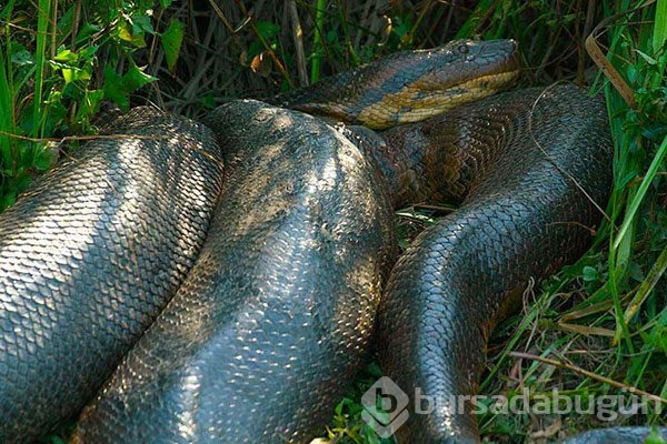 Dev anakondayı böyle görüntüledi	
