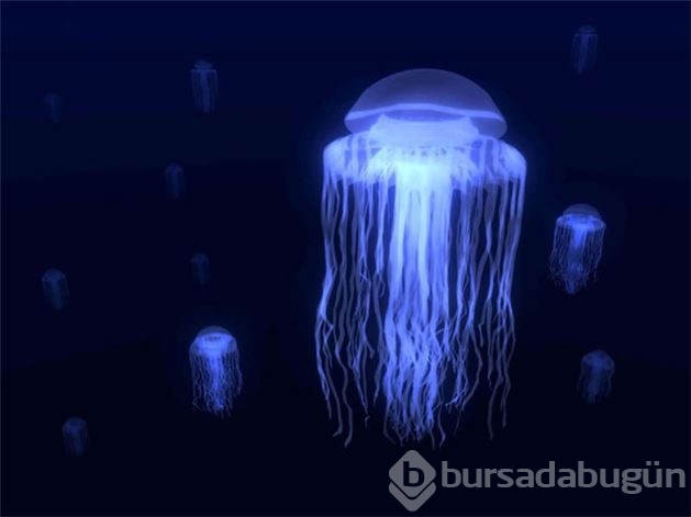 Dünyanın en ölümcül canlıları	

