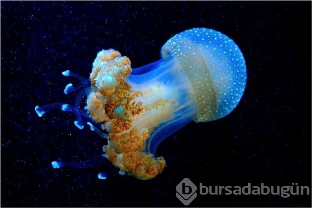 &#8203;Doğanın çılgın bir sanatçı olduğunu kanıtlayan fotoğraflar
