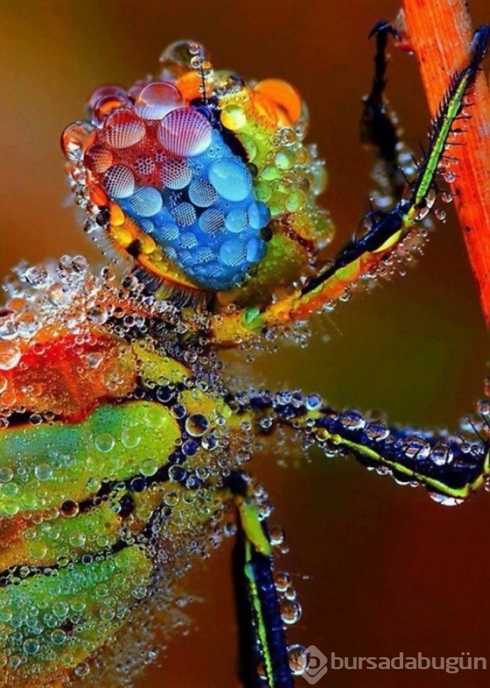 &#8203;Doğanın çılgın bir sanatçı olduğunu kanıtlayan fotoğraflar