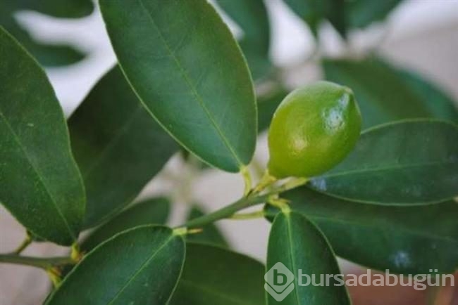 Adını nadiren duyduğumuz 10 besin 