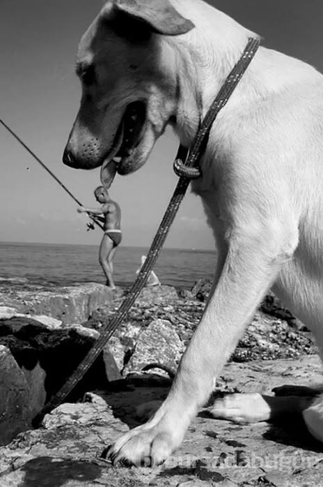 Dev köpeklerin birbirinden ilginç fotoğrafları
