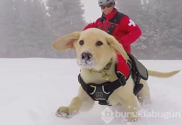 Dev köpeklerin birbirinden ilginç fotoğrafları