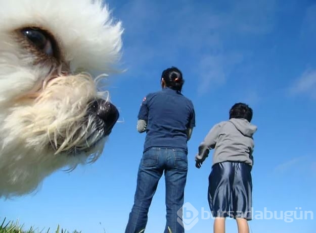 Dev köpeklerin birbirinden ilginç fotoğrafları