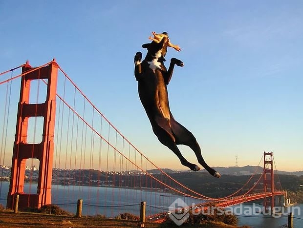 Dev köpeklerin birbirinden ilginç fotoğrafları