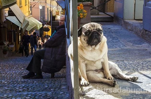 Dev köpeklerin birbirinden ilginç fotoğrafları