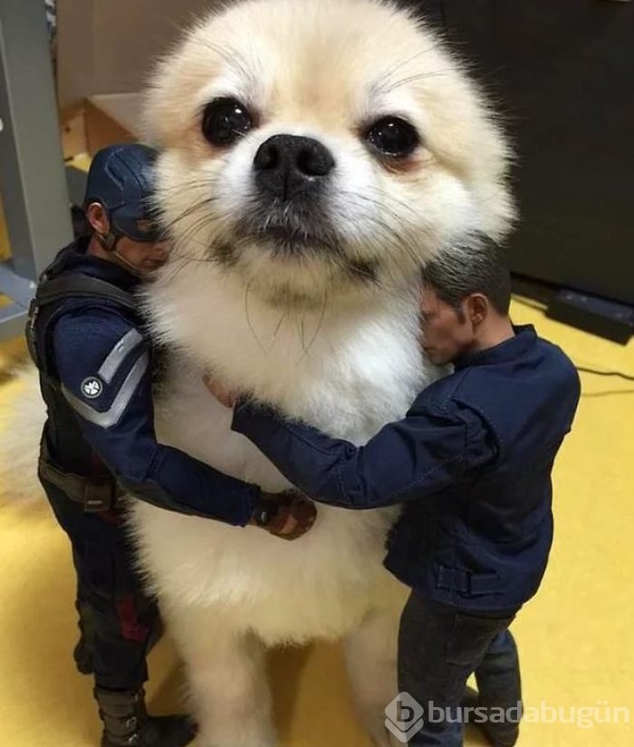 Dev köpeklerin birbirinden ilginç fotoğrafları