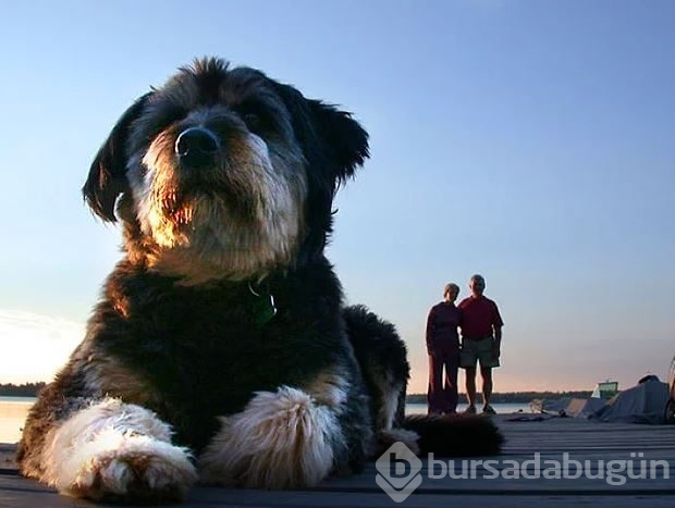 Dev köpeklerin birbirinden ilginç fotoğrafları