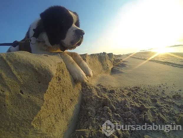 Dev köpeklerin birbirinden ilginç fotoğrafları