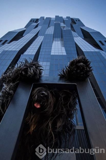 Dev köpeklerin birbirinden ilginç fotoğrafları