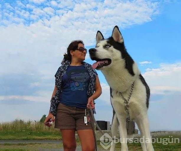 Dev köpeklerin birbirinden ilginç fotoğrafları