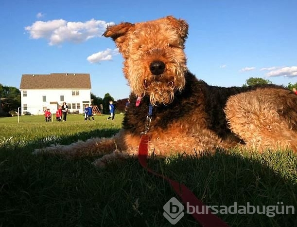 Dev köpeklerin birbirinden ilginç fotoğrafları
