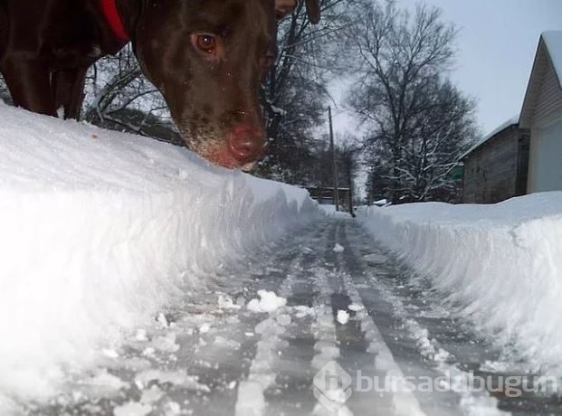 Dev köpeklerin birbirinden ilginç fotoğrafları
