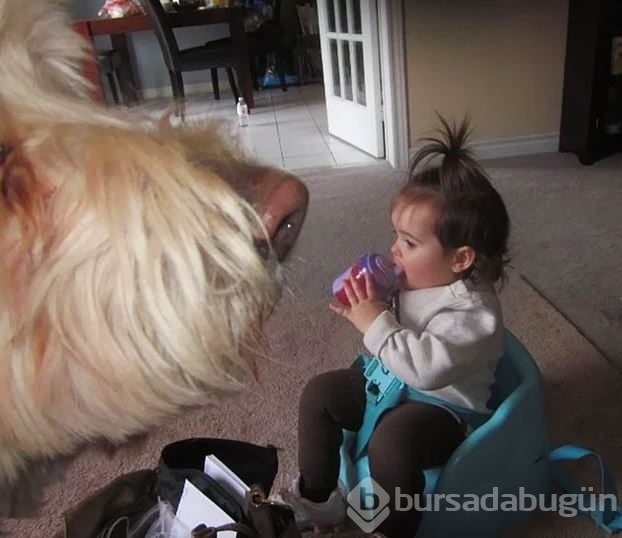 Dev köpeklerin birbirinden ilginç fotoğrafları