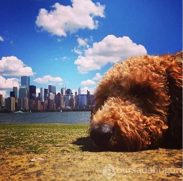 Dev köpeklerin birbirinden ilginç fotoğrafları