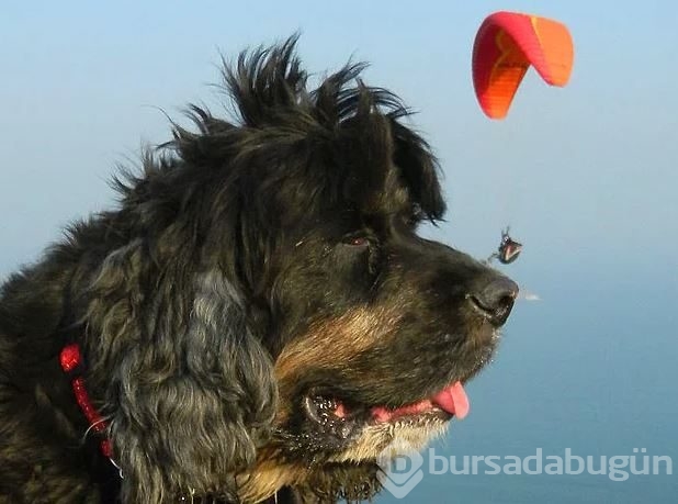 Dev köpeklerin birbirinden ilginç fotoğrafları