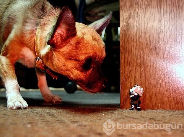Dev köpeklerin birbirinden ilginç fotoğrafları