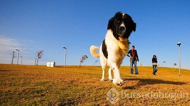 Dev köpeklerin birbirinden ilginç fotoğrafları