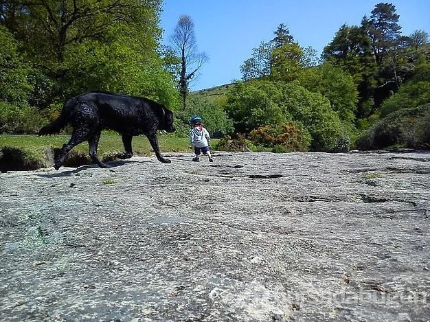 Dev köpeklerin birbirinden ilginç fotoğrafları