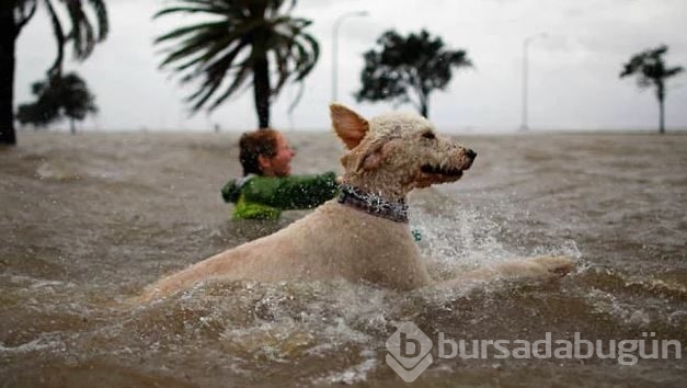 Dev köpeklerin birbirinden ilginç fotoğrafları