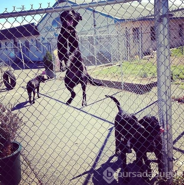 Dev köpeklerin birbirinden ilginç fotoğrafları