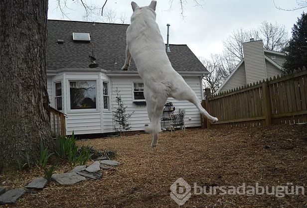 Dev köpeklerin birbirinden ilginç fotoğrafları