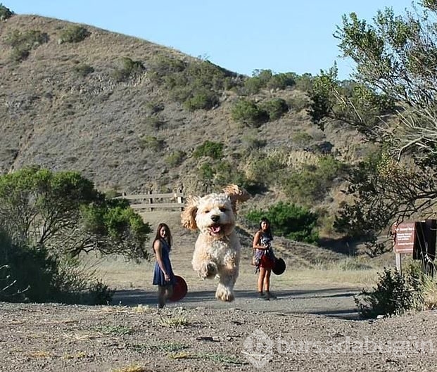 Dev köpeklerin birbirinden ilginç fotoğrafları