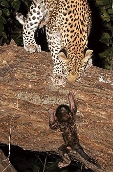 Leoparın intikamı