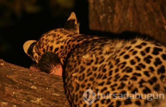 Leoparın intikamı