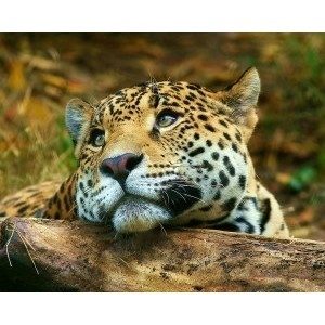 Leoparın intikamı