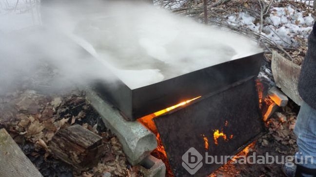 Ağaçtan gelen mucize! Ünlü yıldızın sırrı buymuş