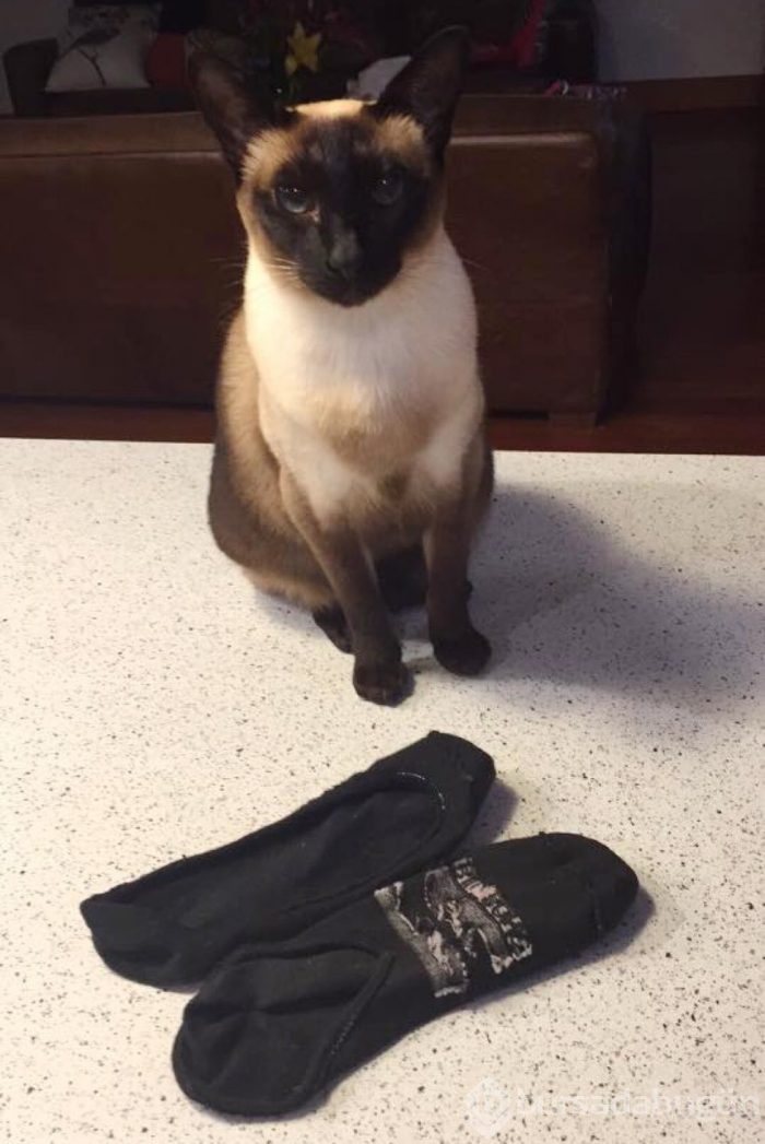 Erkek çamaşırına meraklı 'hırsız kedi'
