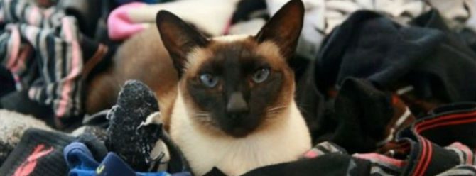 Erkek çamaşırına meraklı 'hırsız kedi'