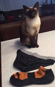 Erkek çamaşırına meraklı 'hırsız kedi'