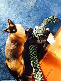 Erkek çamaşırına meraklı 'hırsız kedi'