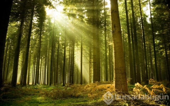 Günün muhteşem fotoğrafları