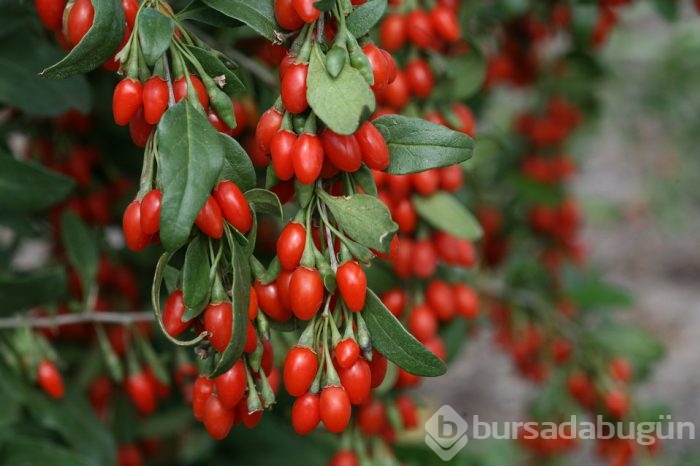 Goji berry'nin 10 mucizevi faydası
