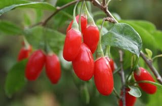 Goji berry'nin 10 mucizevi faydası