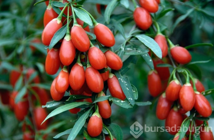 Goji berry'nin 10 mucizevi faydası