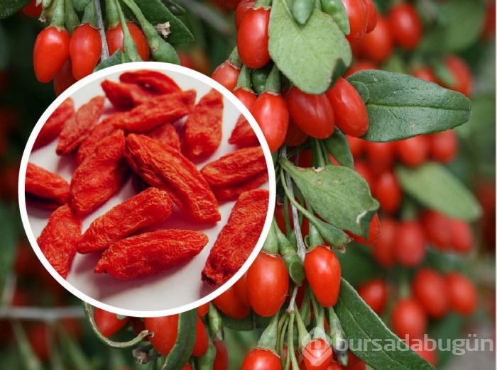 Goji berry'nin 10 mucizevi faydası