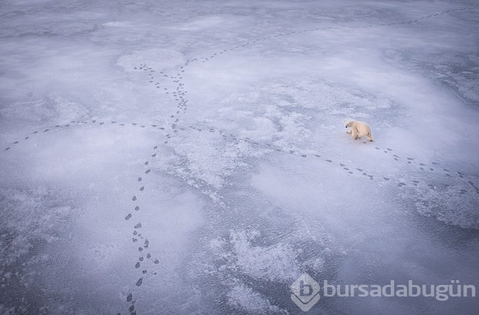 Buzların arasından çıktı!