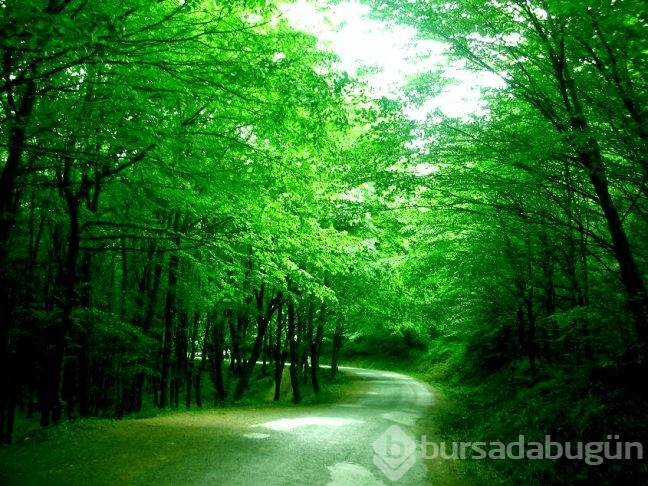 Parkların insan sağlığına etkileri