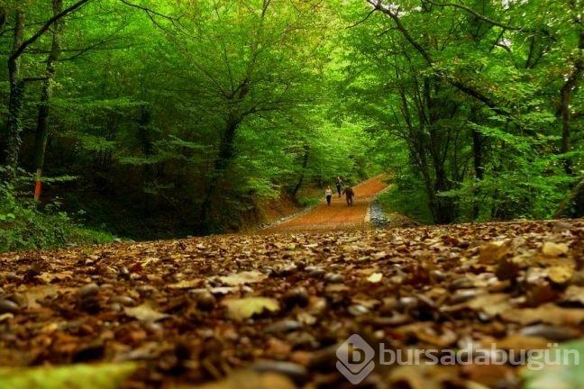 Parkların insan sağlığına etkileri