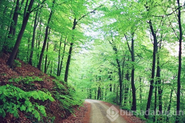 Parkların insan sağlığına etkileri