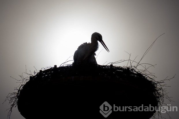 Çöplüklerden beslenen leylekler göç etmeyi bırakıyor
