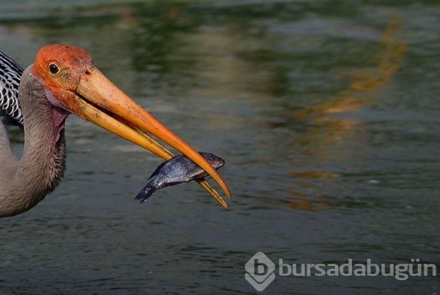 Çöplüklerden beslenen leylekler göç etmeyi bırakıyor
